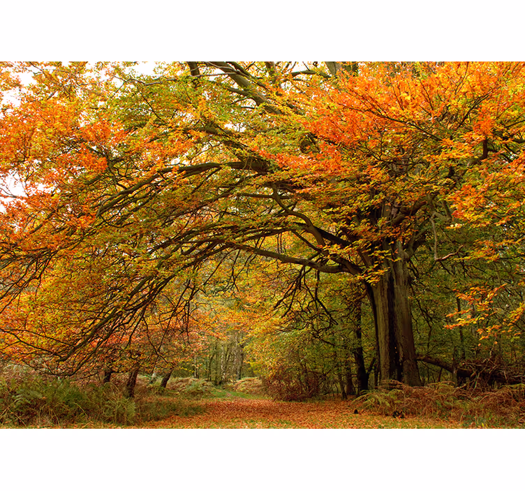 Fotomurale foresta vista boschiva autunnale - TenStickers