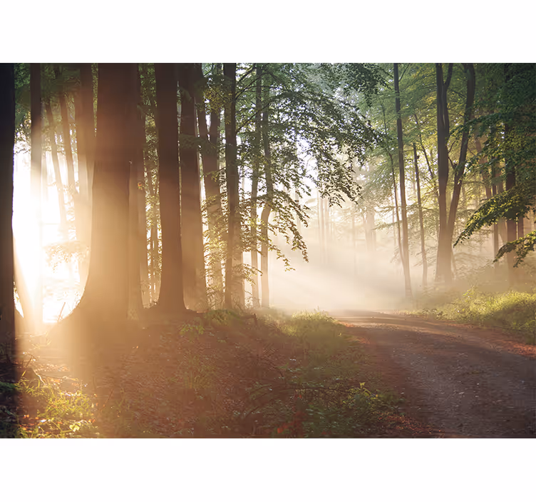 Fotomurali natura raggi sereni nella foresta - TenStickers