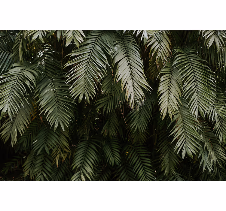Fotomurali natura foliaggio tropicale - TenStickers