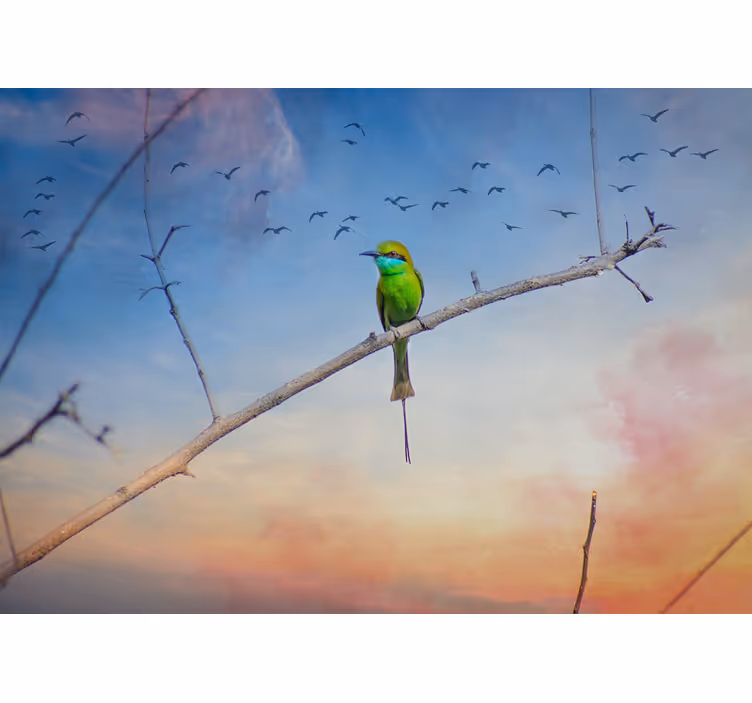 Fotomurale animali uccello su ramo - TenStickers