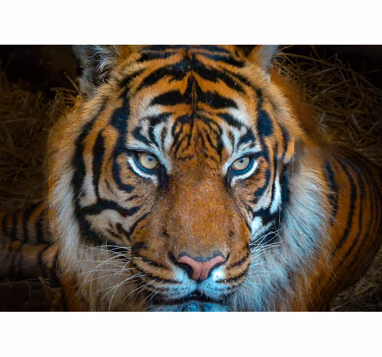 Fotomurale animali illustrazione di tigre regale - TenStickers