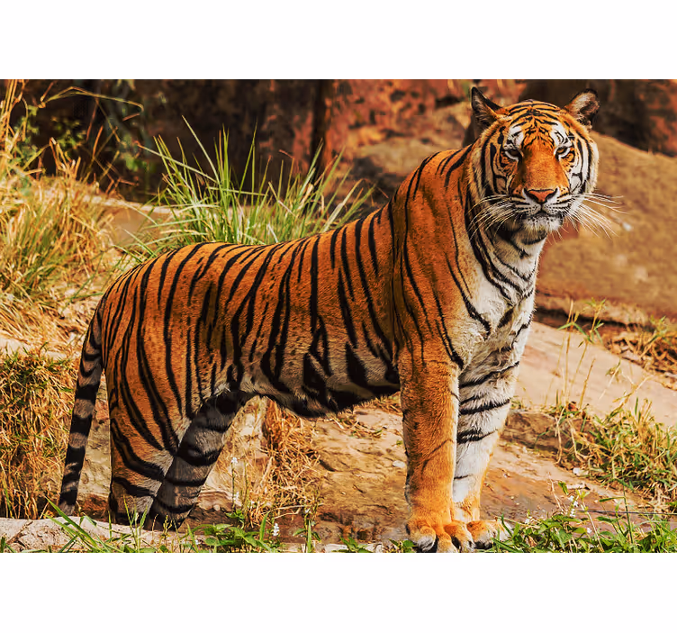 Fotomurale animali presenza del tigre maestoso - TenStickers