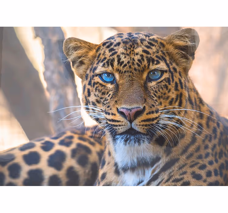 Fotomurale animali ritratto di leopardo ingrandito - TenStickers