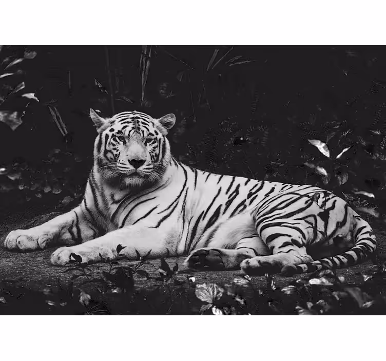 Fotomurale animali tigre bianca nobile - TenStickers