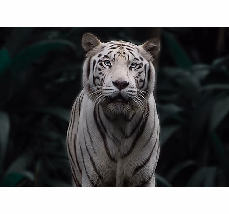 Fotomurale animali tigre bianca regale - TenStickers