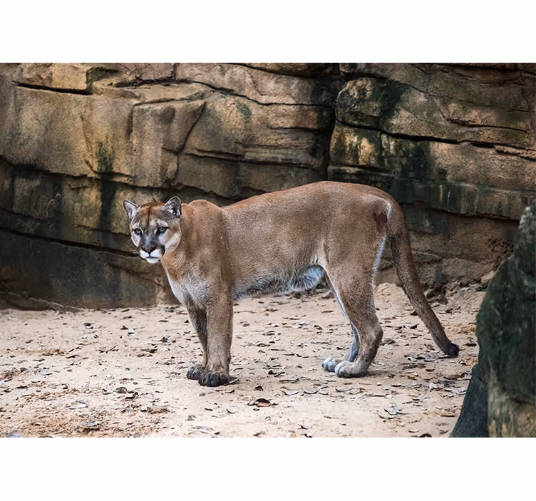 Fotomurale animali puma nel suo habitat - TenStickers