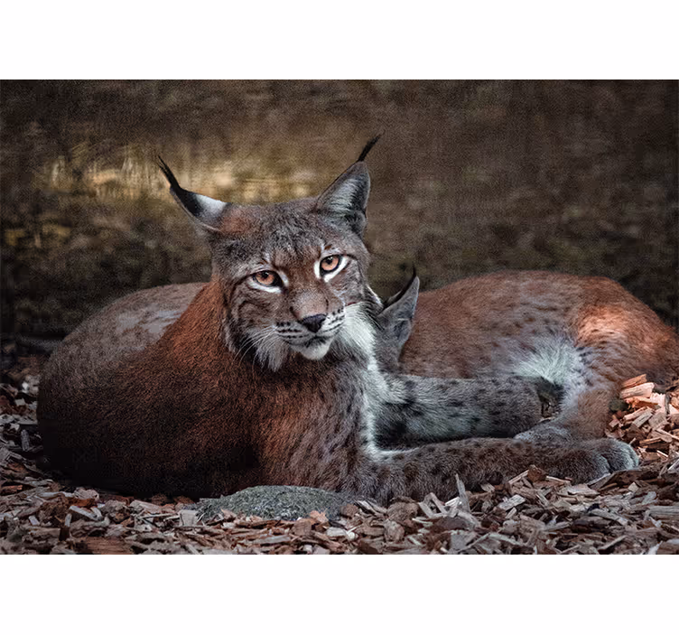 Fotomurale animali ghepardi che dormono - TenStickers