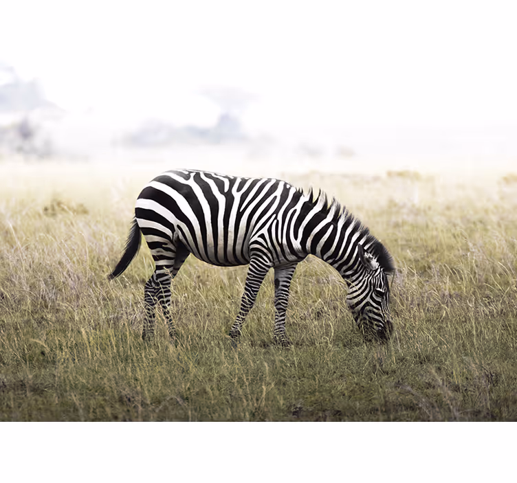 Fotomurale animali zebra che pascola serenamente - TenStickers