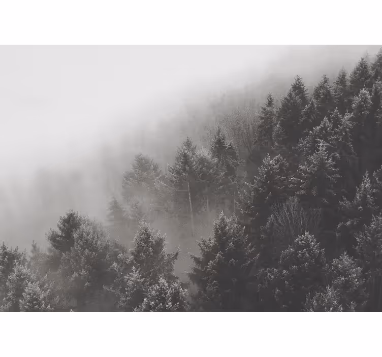 Fotomurale foresta paesaggio di pini nel misto - TenStickers