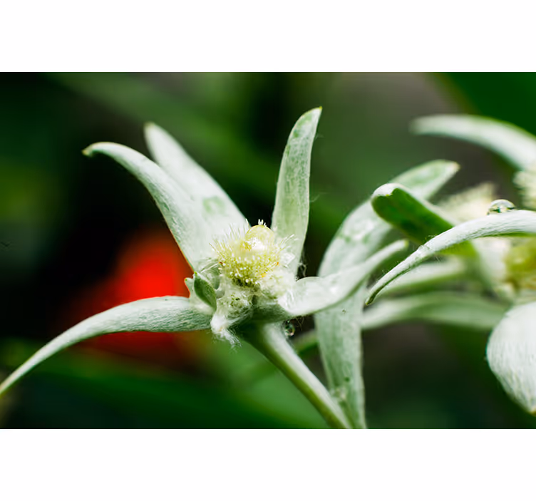 Fotomurale con fiori differenti stella alpina - TenStickers