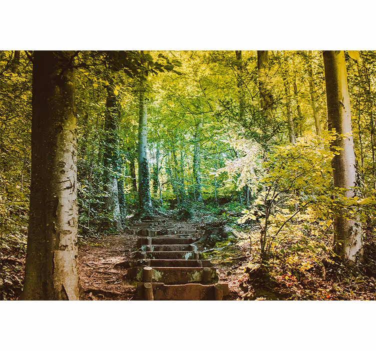 Foto murali con bosco percorso con scale - TenStickers