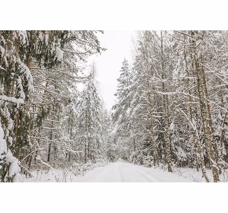 Foto murali con bosco giornata invernale - TenStickers