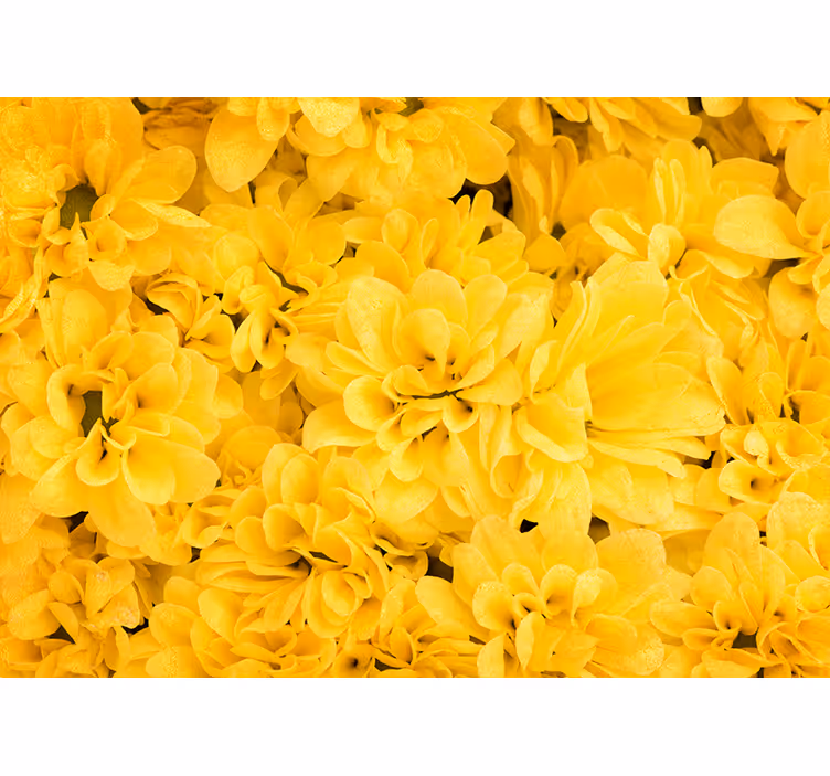 Fotomurale giallo petali di fiori - TenStickers