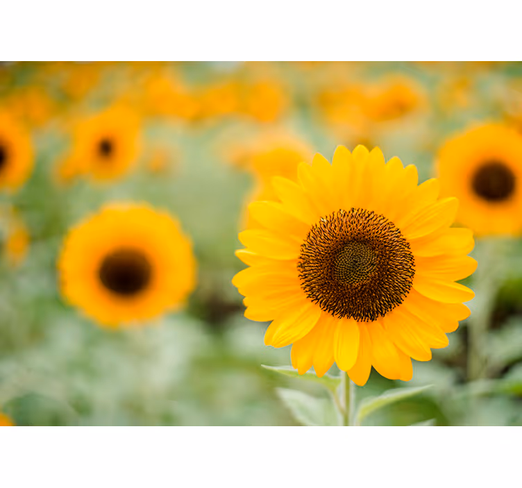 Fotomurale fiori punto focale del girasole - TenStickers