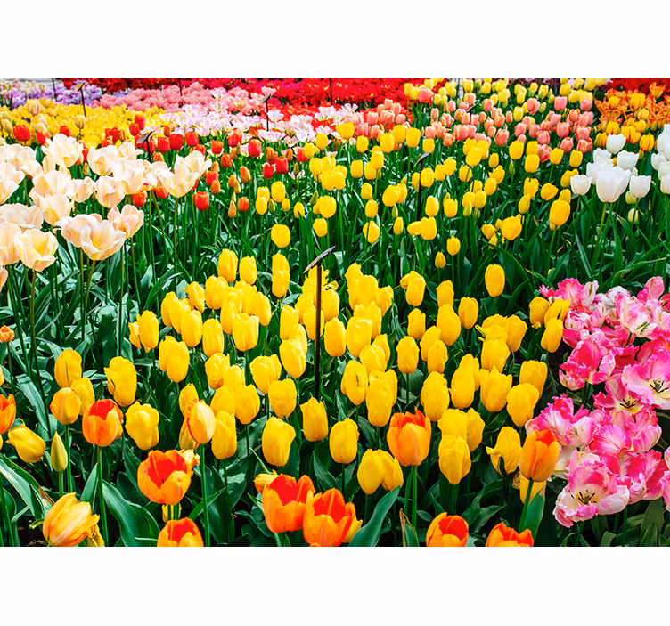 Fotomurale fiori vista sul campo di tulipani - TenStickers