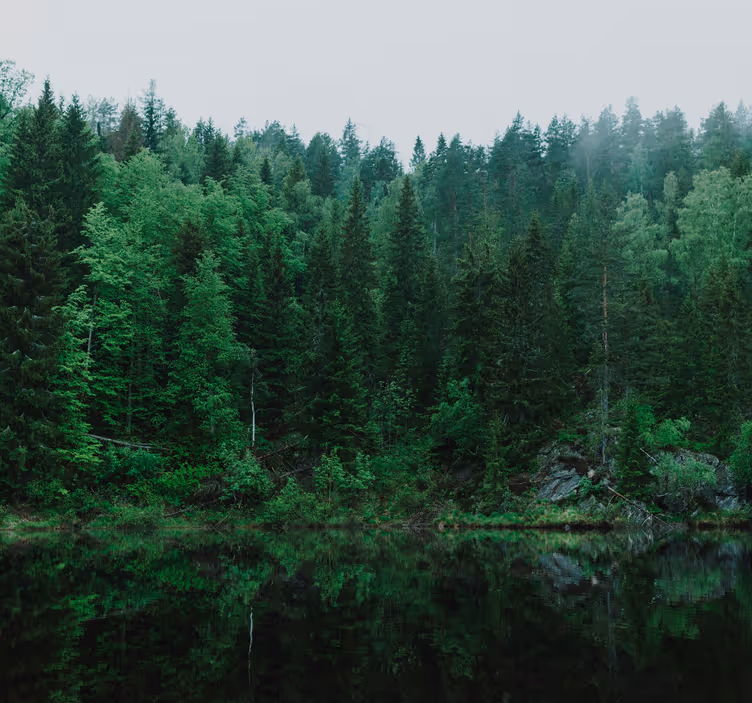 Fotomurale alberi foresta fitta - TenStickers