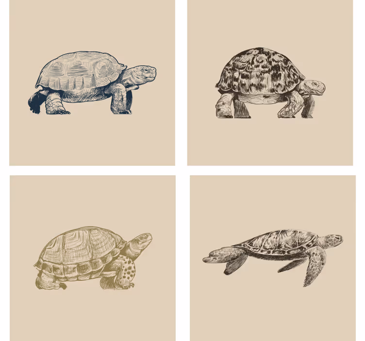 Sottobicchieri vintage illustrazioni tartaruga retrò - TenStickers