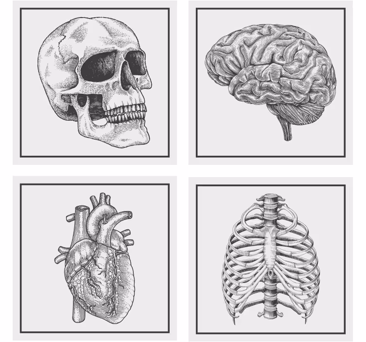 Sottobicchieri nerd teschio anatomico cervello cuore - TenStickers