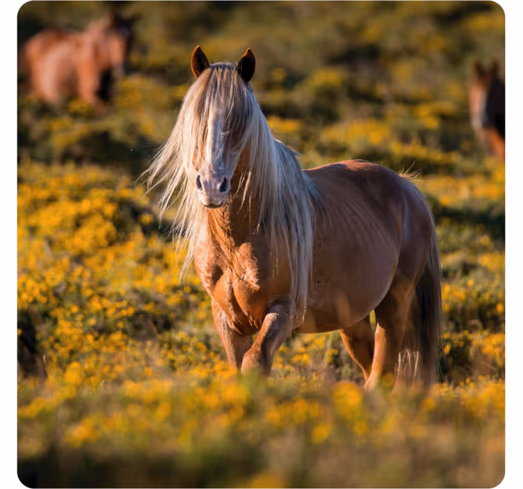 Sottobicchieri moderno cavallo maestoso nel campo - TenStickers