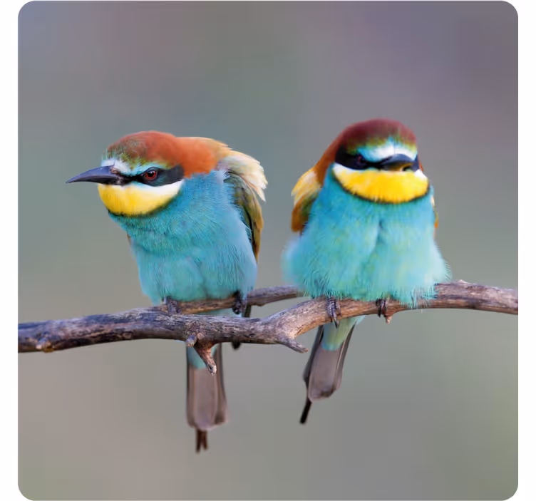 Sottobicchieri moderno uccelli colorati in posatoio - TenStickers
