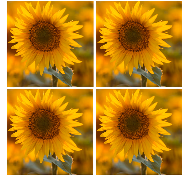 Sottobicchieri moderno composizione di girasoli vibranti - TenStickers