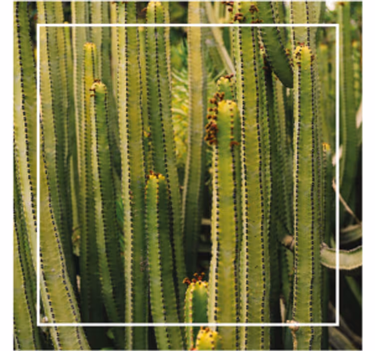 Sottobicchieri con motivi superficie effetto cactus - TenStickers