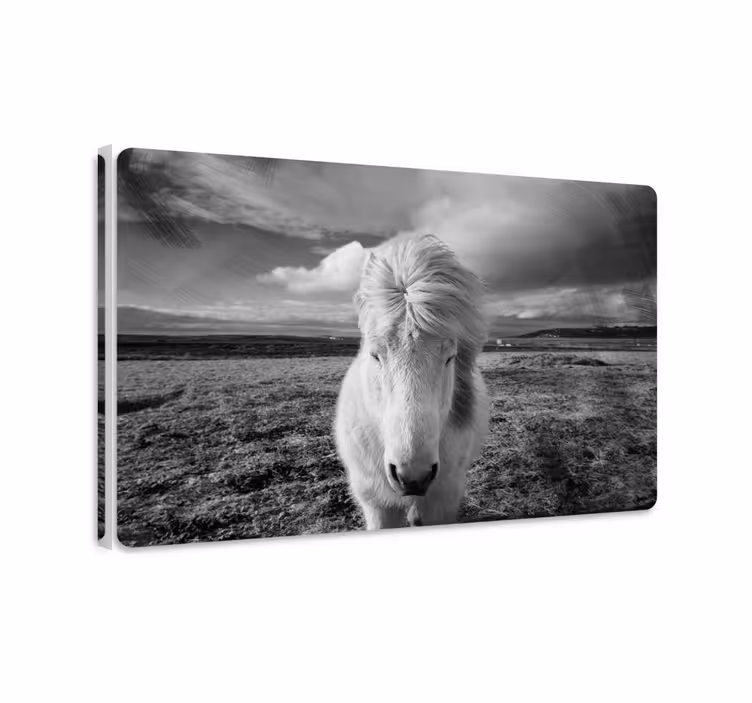 Dipinto con cavallo bianco - TenStickers