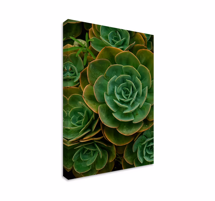Dipinto con fiori e piante dettaglio di pianta grassa - TenStickers