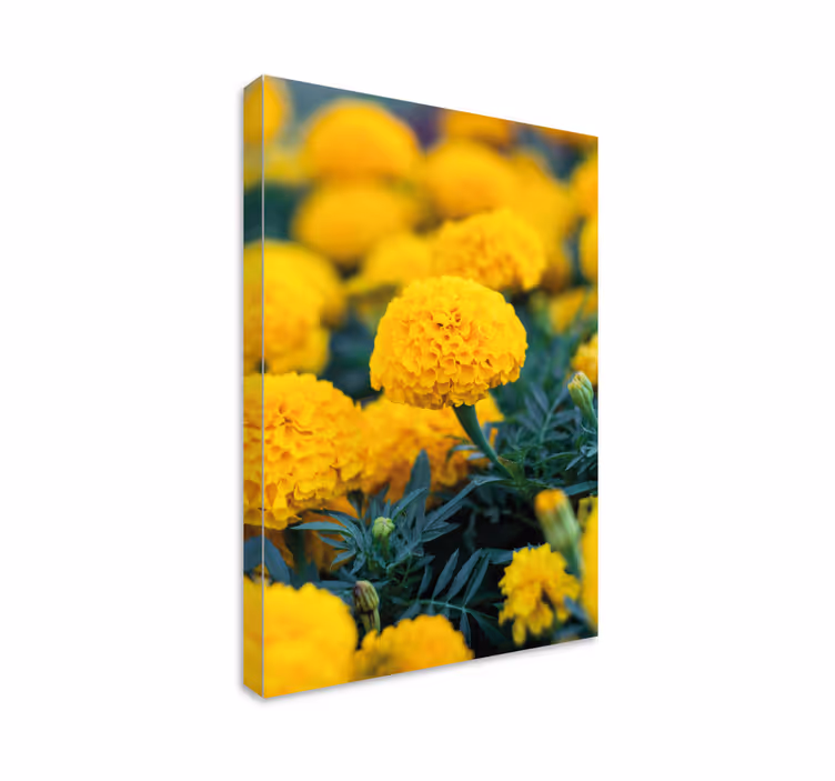 Dipinto con fiori fioriture di tagete giallo - TenStickers