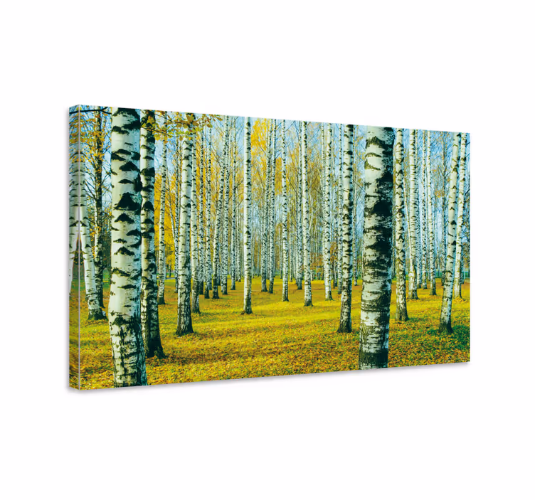 Dipinto alberi foresta di betulle in autunno - TenStickers