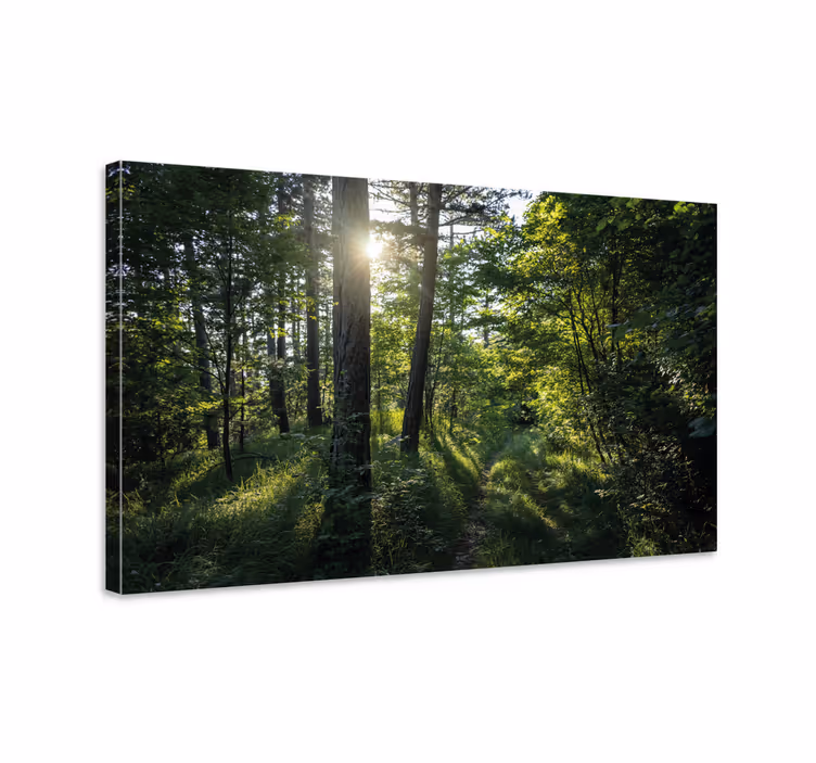 Dipinto di paesaggio sentiero boschivo illuminato - TenStickers