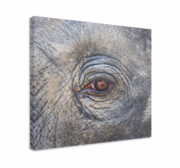 Dipinto con elefanti dettaglio dell'occhio dell'elefante - TenStickers