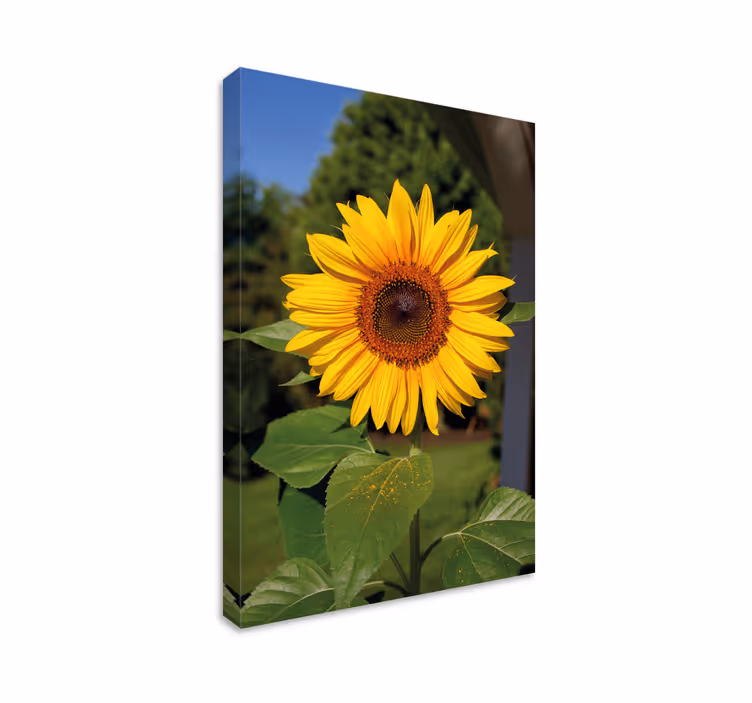 Dipinto con fiori e piante fioritura di girasole - TenStickers