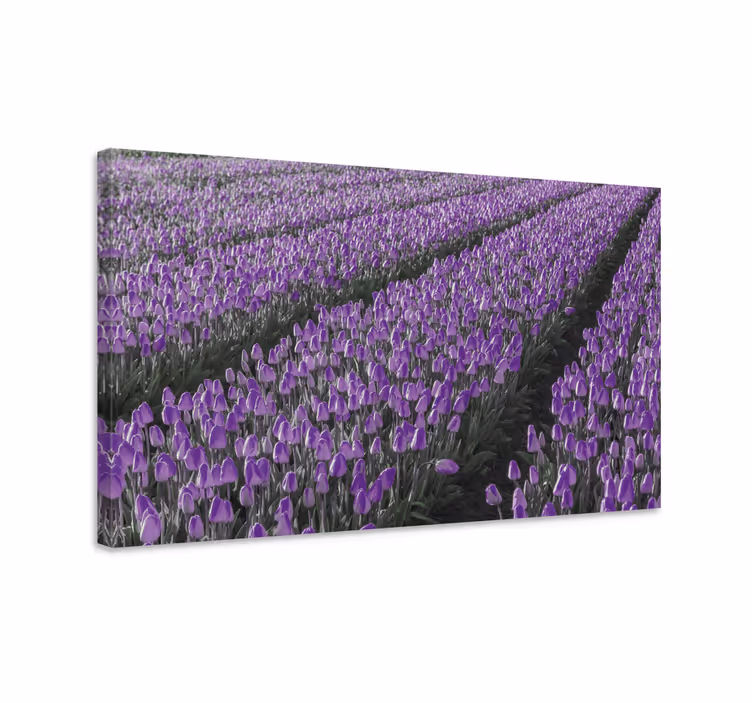 Dipinto con fiori e piante campo di tulipani viola - TenStickers