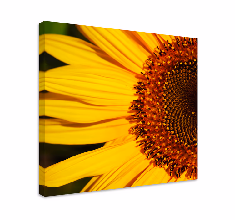 Dipinto con fiori e piante dettaglio petali girasole - TenStickers