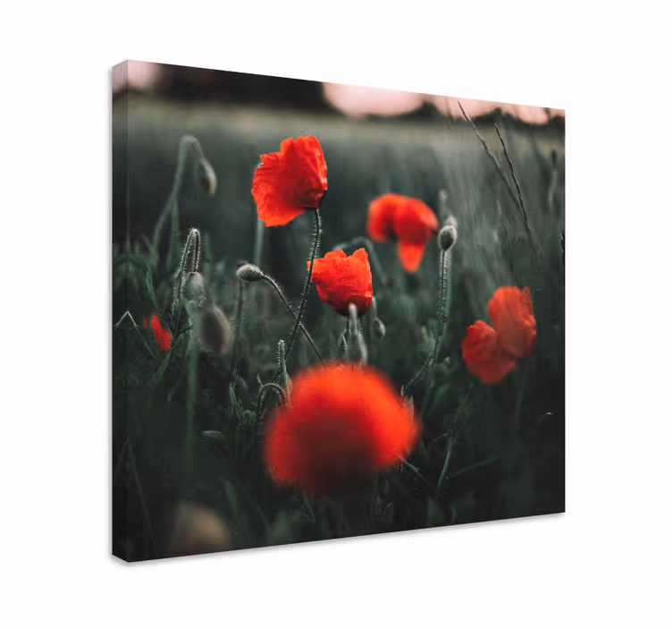 Dipinto con fiori e piante fiori di papavero vivaci - TenStickers
