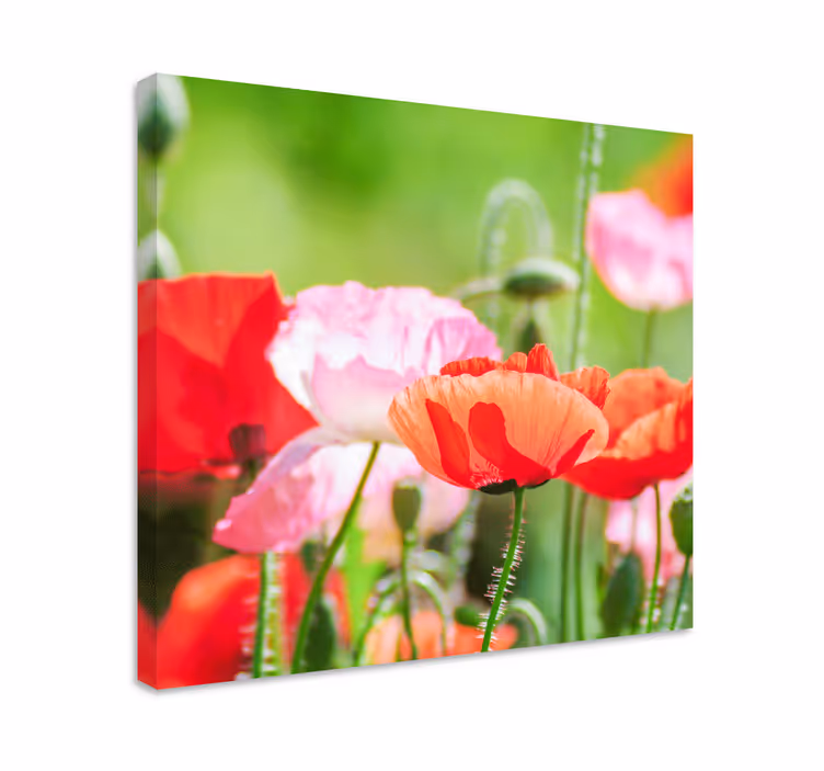 Dipinto con fiori e piante mazzo di papaveri colorati - TenStickers