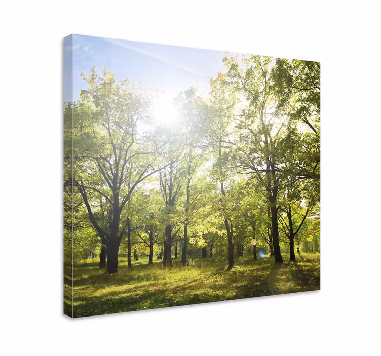 Dipinto alberi coperchio verde illuminato - TenStickers