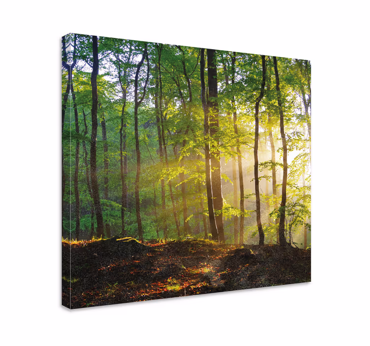 Dipinto alberi scena di foresta illuminata dal sole - TenStickers