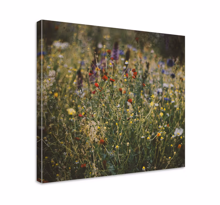 Dipinto con fiori e piante prato di fiori selvatici - TenStickers