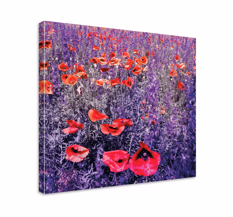 Dipinto con fiori e piante campo di papaveri luminoso - TenStickers