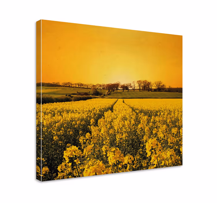 Quadro con fiori Campo di fiori gialli - TenStickers