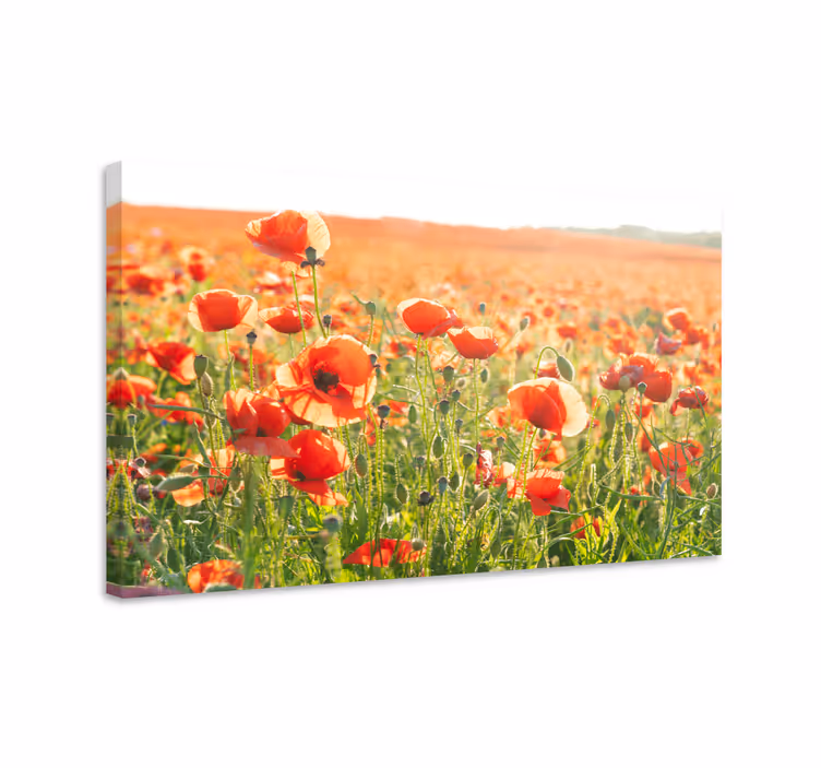 Dipinto con fiori e piante campo di papaveri - TenStickers