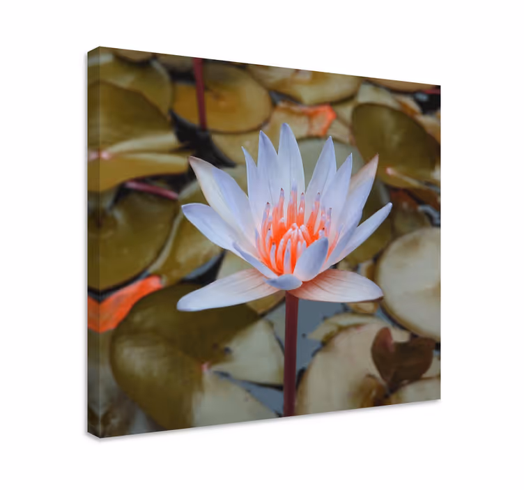 Dipinto con fiori e piante ninfea delicata - TenStickers