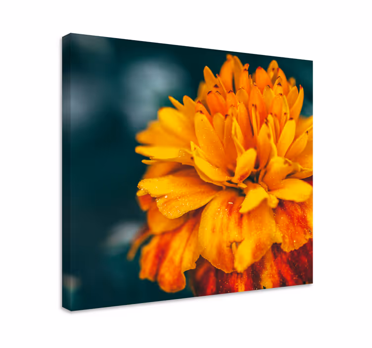 Dipinto con fiori fiore d'arancio vivace - TenStickers