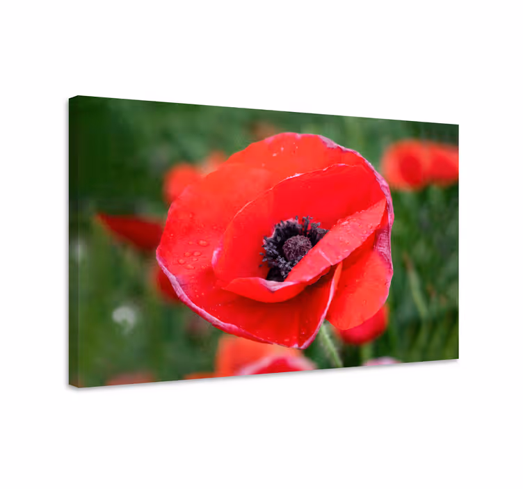 Dipinto con fiori fiore di papavero in primo piano - TenStickers