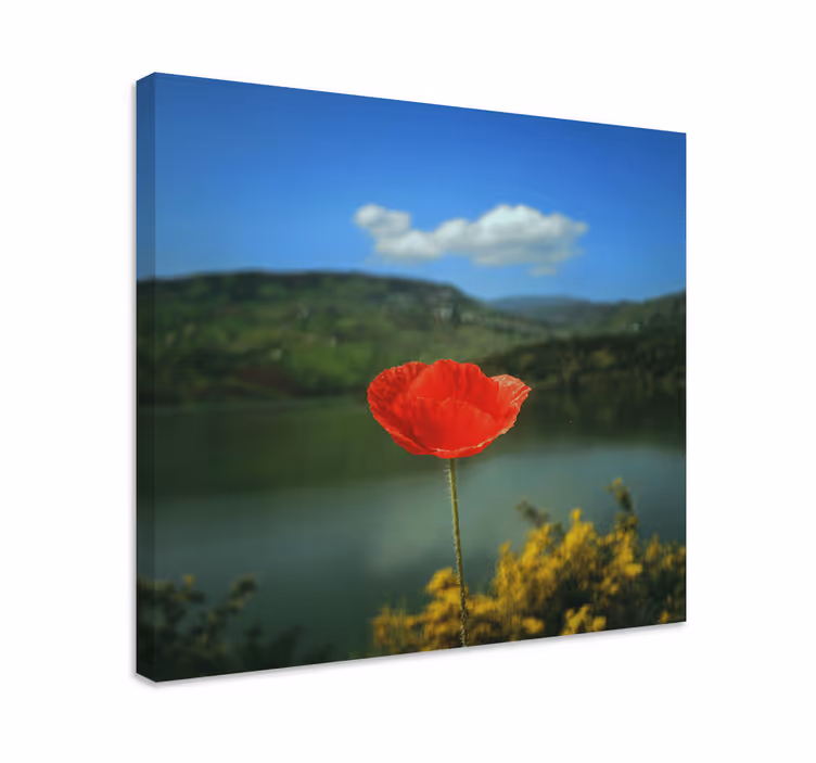 Dipinto con fiori e piante fiore di papavero rosso - TenStickers