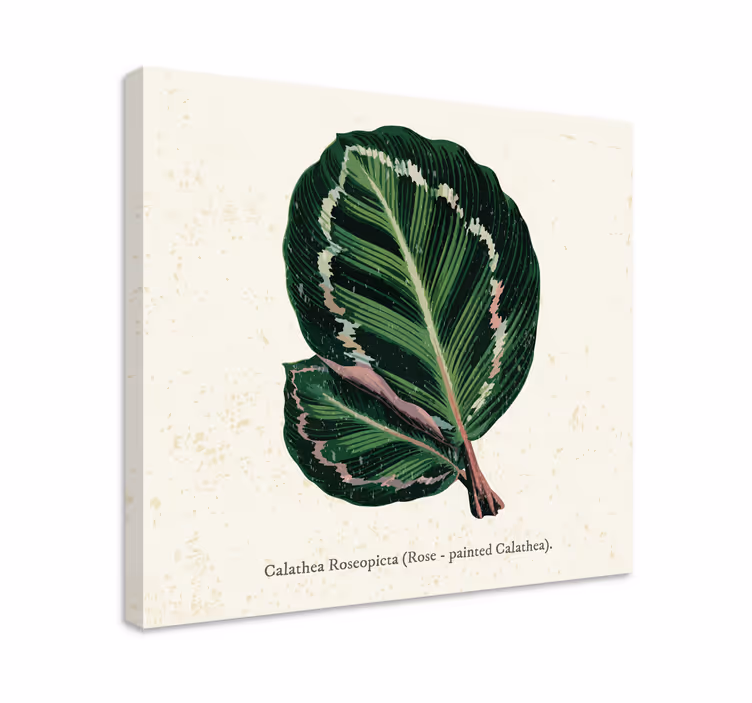 Dipinto di piante illustrazione foglia calathea - TenStickers