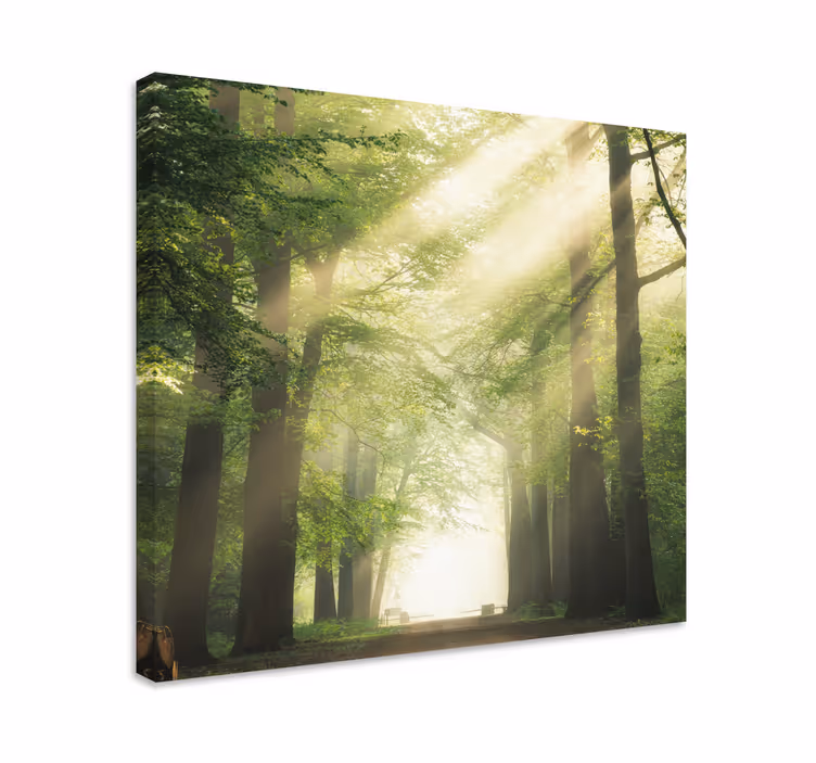 Dipinto alberi sentiero nella foresta nebbiosa - TenStickers