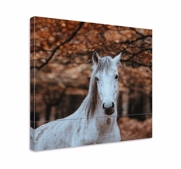 Dipinto con cavallo maestoso animale bianco - TenStickers
